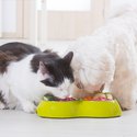 Pet Nutritional Counseling