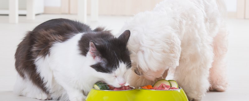 Pet Nutritional Counseling